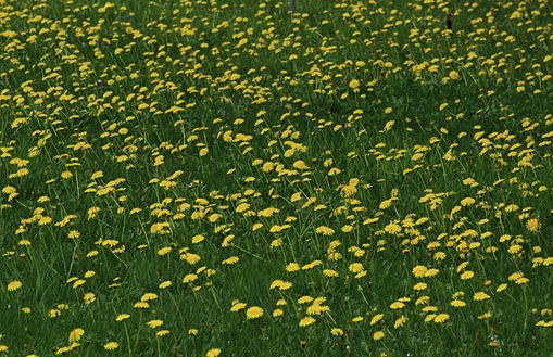 Picture of Field of Dandelions in Braunwald, Switzerland.  Photo Credit: Joan McCormack.  Submit your photos to FreePhotoCourse.com's 'Contributor's Photo Gallery' and show-off your photographic talent to the world!