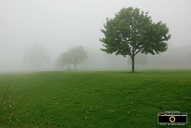 Surreal or ethereal scene of pasture and trees in the fog. Download free pictures and wallpapers.  © 2011, FreePhotoCourse.com, all rights reserved. 