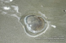 Picture of a clear jellyfish on a beach; Aequoria Aequoria Hydromeduae; © 2010, all rights reserved. 