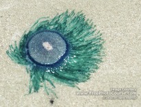 Picture of a Blue Button Jellyfish; © 2010, all rights reserved, FreePhotoCourse.com  