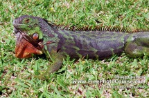Picture of an Iguana.  © 2009, all rights reserved.  Check out more Free Wallpapers and Pictures at: www.FreePhotoCourse.com 