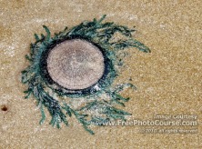 Picture of a Blue Button Jellyfish 'Porpita Porpita'; © 2010, all rights reserved.  