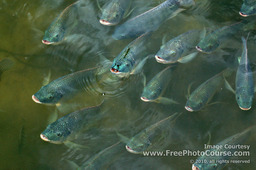 Picture of a School of Catfish Feeding in a Stream;  (c) 2007, FreePhotoCourse.com, all rights reserved 