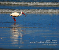 Picture of an Ibis looking for food, wading along a Central Florida beach; (c) 2010, all rights reserved, www.FreePhotoCourse.com