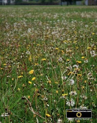 Picture of a field of yellow and white dandelions.Find more cool pictures and wallpapers at FreePhotoCourse.com. © 2011, all rights reserved.  