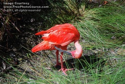 Picture of a scarlet ibis in the wild - southern Florida; great free pictures are available at www.FreePhotoCourse.com. © 2011, FreePhotoCourse.com; all rights reserved. 