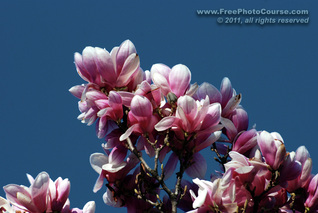 © 2011, www.FreePhotoCourse.com; picture of maganolia flowers against a blue sky; example of photography with polarizing filter.  All rights reserved.  Photo Credit: Stephen Kristof.