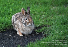 Picture of a common rabbit in a field.  Free pictures and wallpapers from FreePhotoCourse.com. © 2011, FreePhotoCourse.com, all rights reserved.  