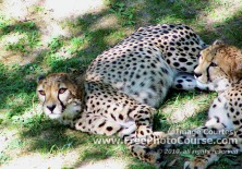 Picture of Cheetahs on African Savanna; © 2010, all rights reserved.  Check out more Free Wallpapers and Pictures at: www.FreePhotoCourse.com 