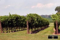 Picture of rows of grape vines at a vineyard.Find more cool pictures and wallpapers at FreePhotoCourse.com. © 2011, all rights reserved.  