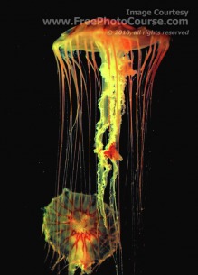 Picture of a Lion's Mane Jellyfish - 'Cyanea Capillata'; © 2010, all rights reserved.  Check out more Free Wallpapers and Pictures at: www.FreePhotoCourse.com   