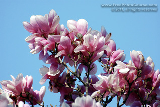 © 2011, www.FreePhotoCourse.com; picture of maganolia flowers against a blue sky; example of photography without polarizing filter.  All rights reserved.  Photo Credit: Stephen Kristof.