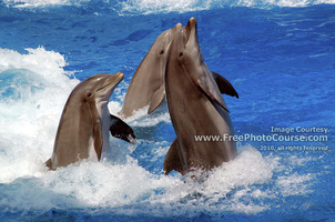 Thumbnail of three playful dolphins. Links to Free Animal Pictures and Wallpapers.  (c) 2008, FreePhotoCourse.com, all rights reserved.