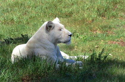 Obrázek bílého lva v parku Seaview Lion v Port Elizabeth v Jižní Africe.  Fotografický kredit: Shaun Thesnaar.  Výběr galerie pro přispěvatele z www.FreePhotoCourse.com.  © 2011, všechna práva vyhrazena.  Lekce fotografování, tapety zdarma a tipy na fotografování.  